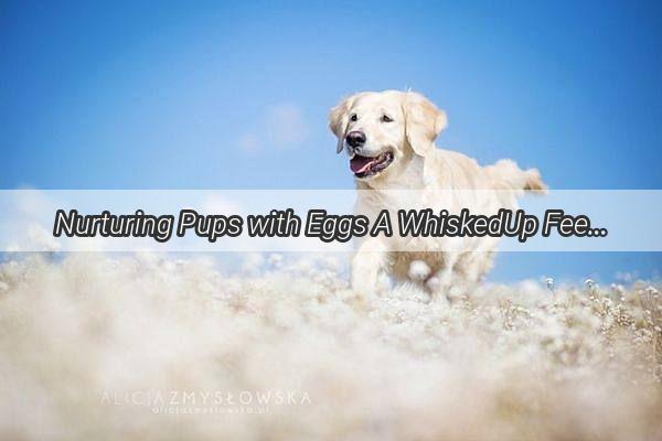 Nurturing Pups with Eggs A WhiskedUp Feeding Guide for Nursing Dogs